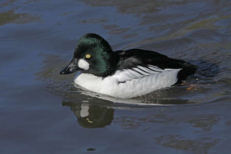 Goldeneye - Bucephala clangulaの写真素材