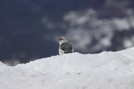 Snow Bunting - Plectrophenax nivalisの写真素材