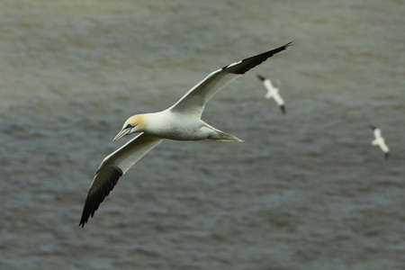 Gannet - Morus bassanusの写真素材