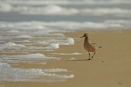 Calidris canutus, aka Red Knot walking on the beach