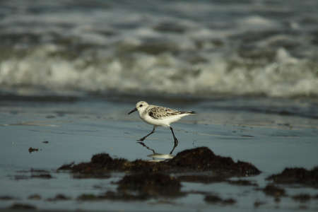 Sanderling - Calidris albaの写真素材