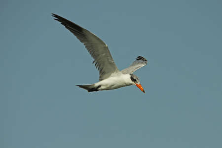 Caspian Tern - Sterna caspiaの写真素材