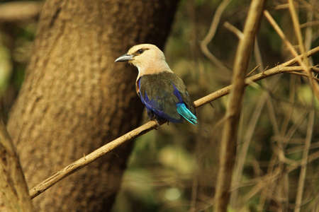 Blue bellied Roller - Coracias cyanogastorの写真素材