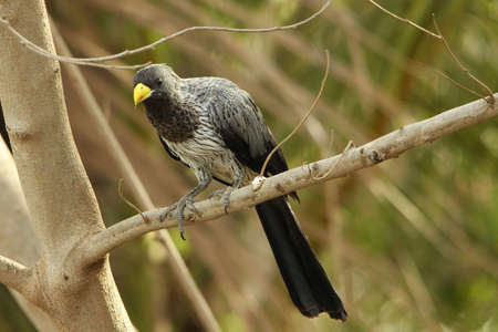 Western Grey Plantain-eater - Crinifer piscator
