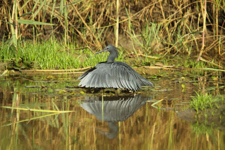 Black Egret - Egretta ardesiacaの写真素材