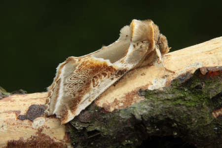 Buff Arches - Habrosyne pyritoides
