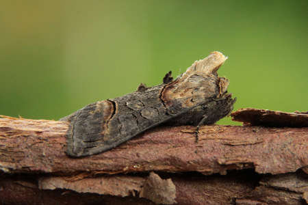 Dark Spectacle - Abrostola triplasiaの写真素材