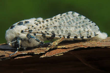 Leopard Moth - Zeuzera pyrina