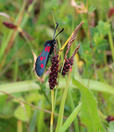 Six-spot Burnet - Zygaena filipendulae stephensiの写真素材