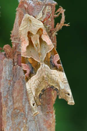 Angle Shades - Phlogophora meticulosaの写真素材