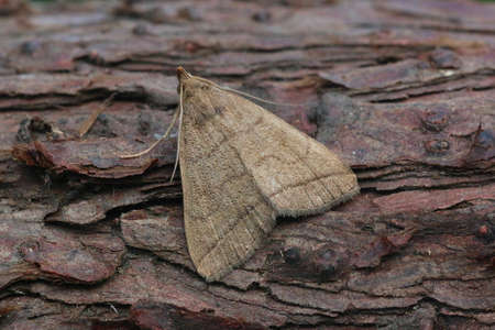 Fan-foot - Zanaclognatha tarsipennalis