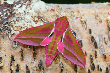 Elephant Hawkmoth - Deilephila elpenorの写真素材