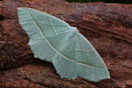 Light Emerald - Campaea margaritataの写真素材