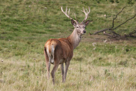 Red Deer, adolesent - Cervus elaphus