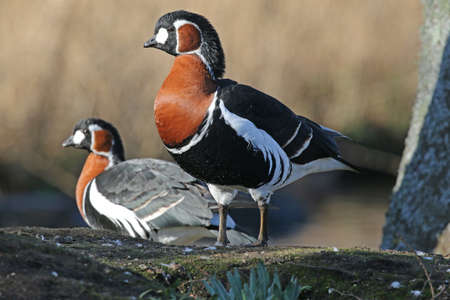 Red-breasted Goose - Branta ruficollisの写真素材