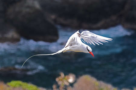 Red-billed Tropicbird - Phaethon aethereus mesonautaの写真素材