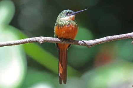 Rufous-tailed Jacamar - Galbula ruficauda ruficaudaの写真素材