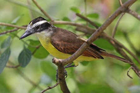 Great Kiskadee - Pitangus sulphuratus trinitatisの写真素材