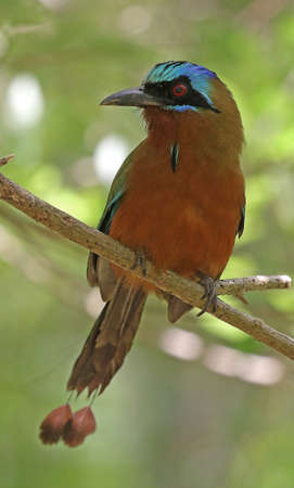 Trinidad Motmot - Momotus bahamensisの写真素材