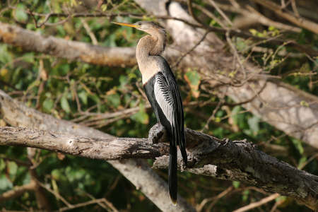 Anhinga - Anhinga anhinga anhingaの写真素材