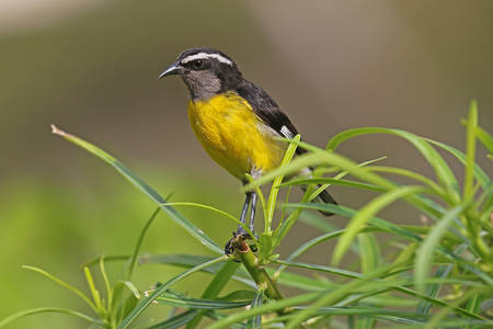 Bananaquit - Coereba flaveola luteolaの写真素材