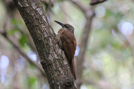 Cocoa Woodcreeper - Xiphorhynchus susurrans susurransの写真素材