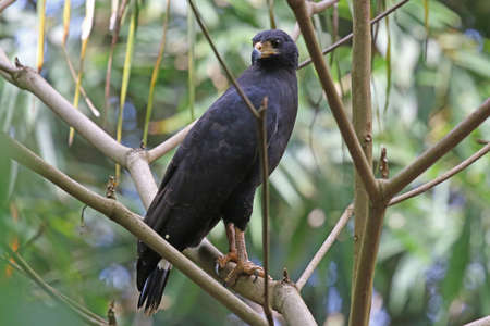 Common Black Hawk - Buteogallus anthracinus anthracinusの写真素材