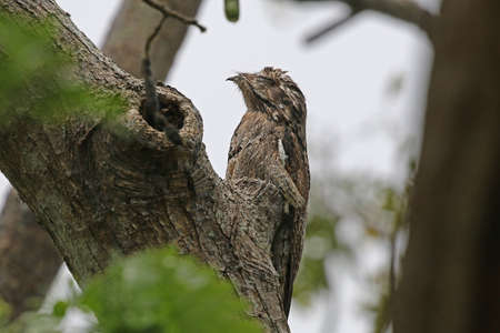 Common Potoo - Nyctibius griseus griseusの写真素材