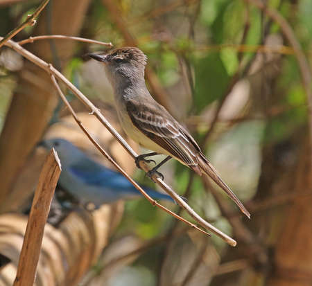 Brown-crested Flycatcher - Myiarchus tyrannulus tyrannulusの写真素材