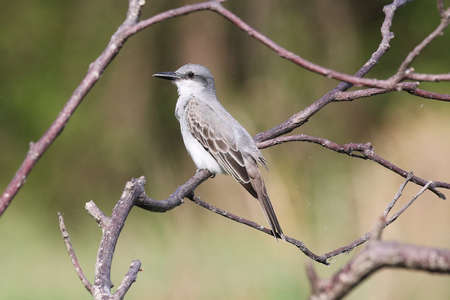 Grey Kingbird - Tyrannus dominicensis voraxの写真素材