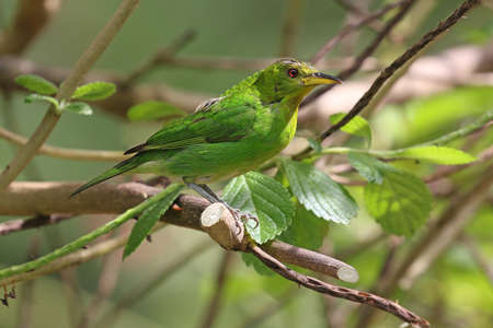 Green Honerycreeper - Chlorophanes spiza spizaの写真素材