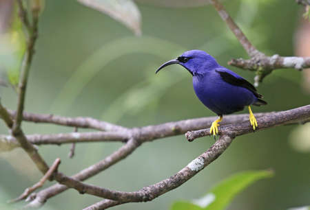 Purple Honeycreeper - Cyanerpes caeruleus longirostrisの写真素材