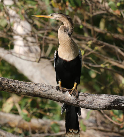 Anhinga - Anhinga anhinga