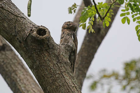 Common Potoo - Nyctibius griseus griseusの写真素材