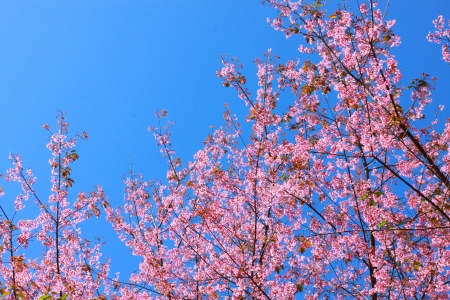 Wild Himalayan Cherry Chaing Mai Thailandの写真素材