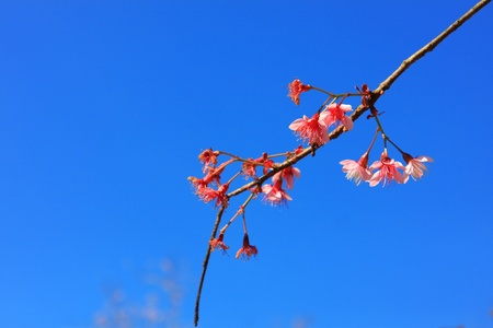 Wild Himalayan Cherry Chaing Mai Thailandの写真素材