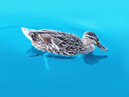 photo ducks floating on the waterの写真素材