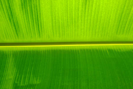 Green Banana Leafの写真素材