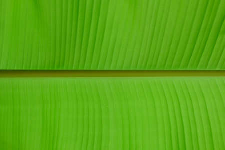 Green Banana Leafの写真素材