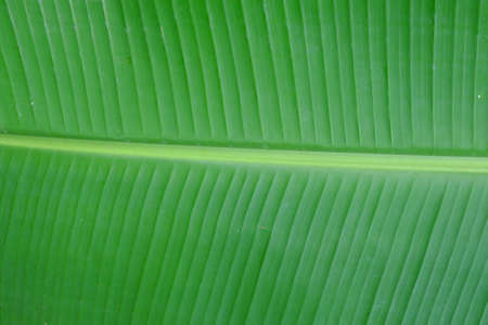Green Banana Leafの写真素材