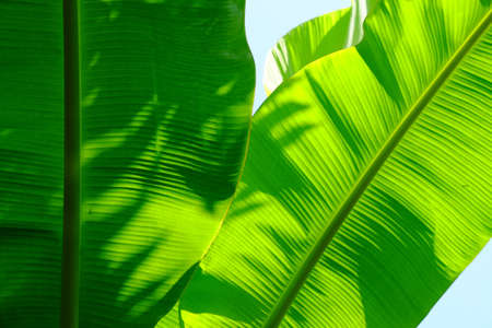 Green Banana Leafの写真素材