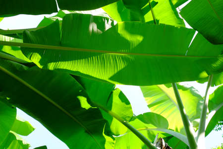 Green Banana Leafの写真素材