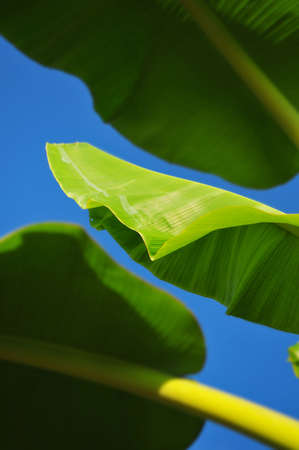 Green Banana Leafの写真素材