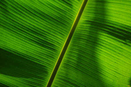 Green Banana Leafの写真素材
