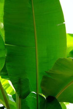 Green Banana Leafの写真素材