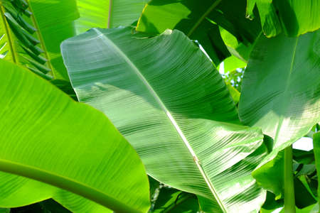 Green Banana Leafの写真素材
