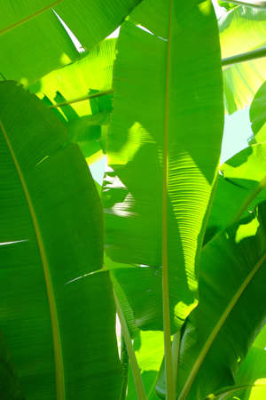 Green Banana Leafの写真素材