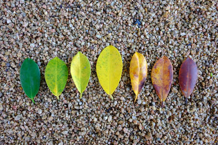 Colors of autumn leavesの写真素材