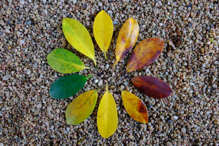 Colors of autumn leavesの写真素材