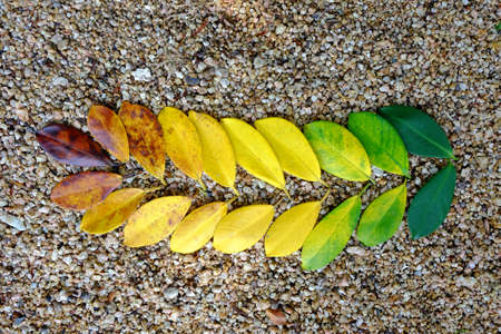 Colors of autumn leavesの写真素材